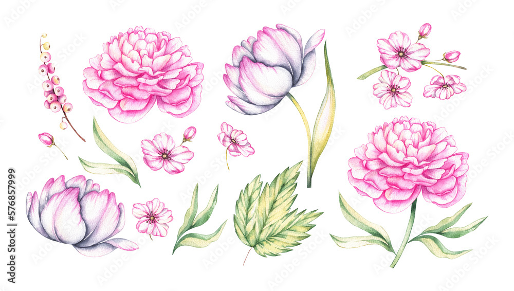 Watercolor set of pink flowers on a white background