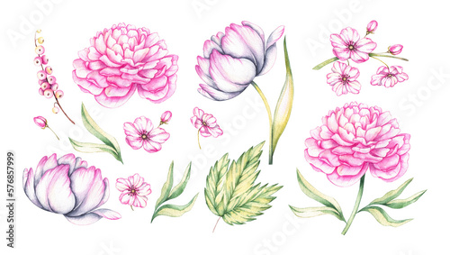 Watercolor set of pink flowers on a white background