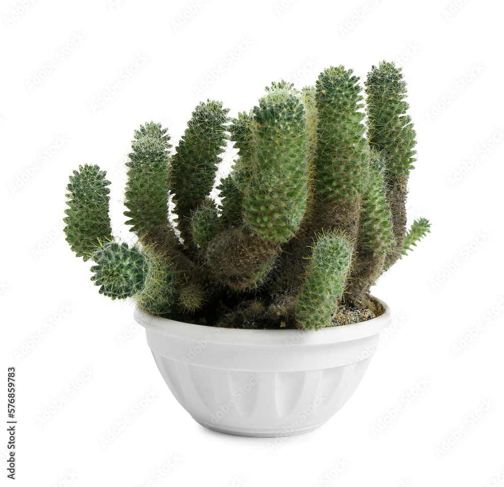 Pot with small green cactus on white background Pot with small green cactus on white background