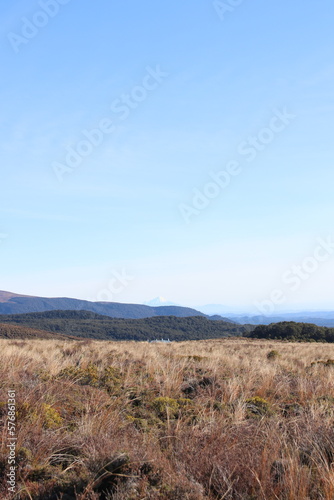 Landscape of tussock mountainous land