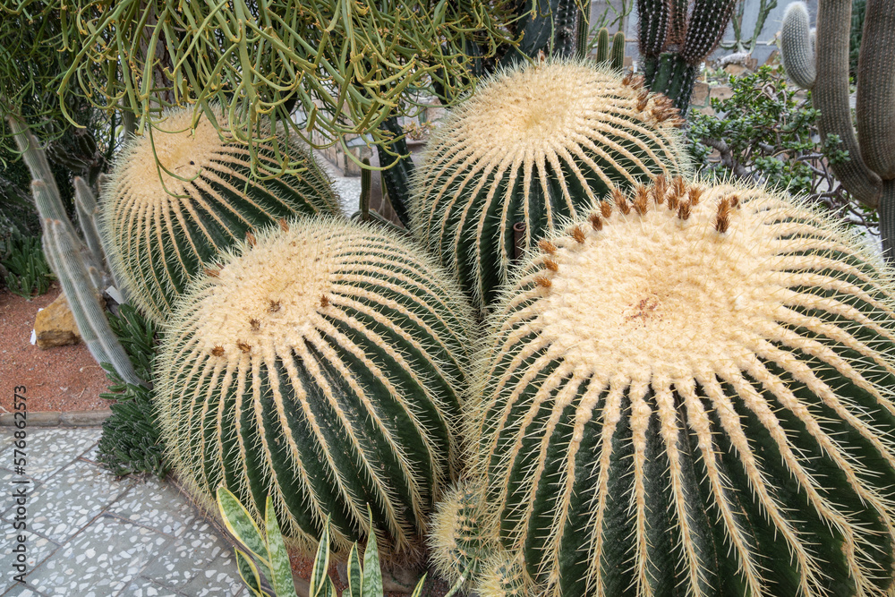 Large round cacti with the remains of faded flowers. Large round cacti with the remains of faded flowers.