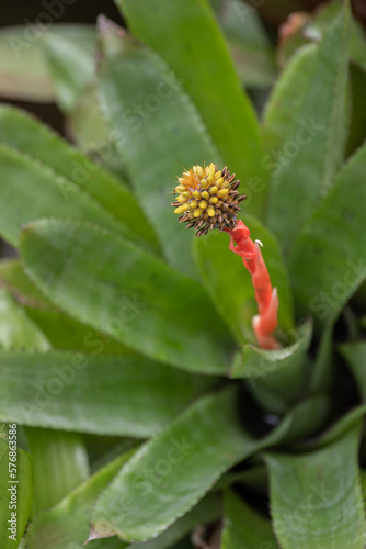 Interesting flowers of a hygrophilous plant. photo