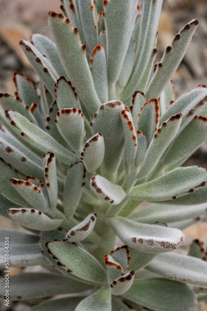 Obraz premium Finely pubescent leaves of kalanchoe cactus.
