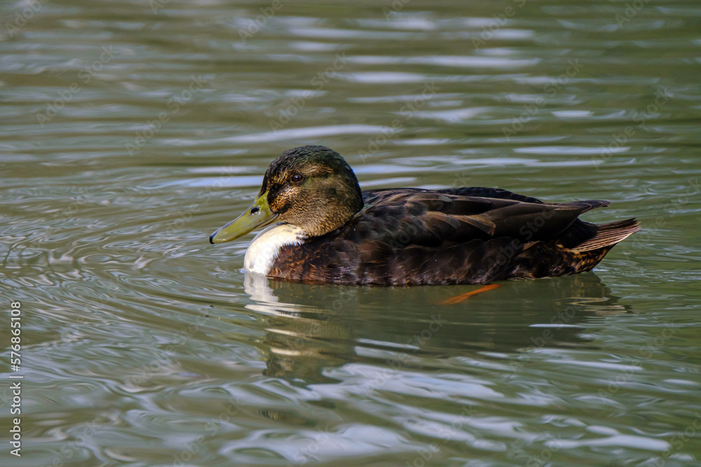 American black duck in a water with beautiful reflections. American black duck in a water with beautiful reflections.