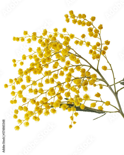 Sprig of flowering mimosa, isolated on white background