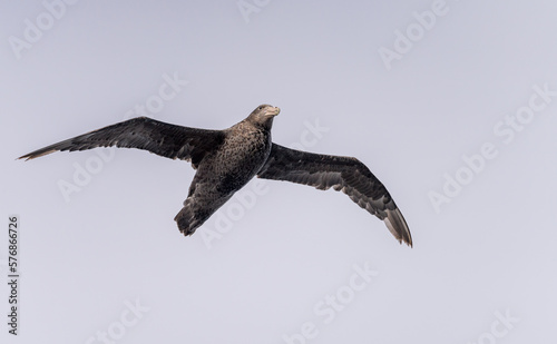 Southern giant petrel bird soaring alongside ship in South Atlantic near Falkland Islands photo