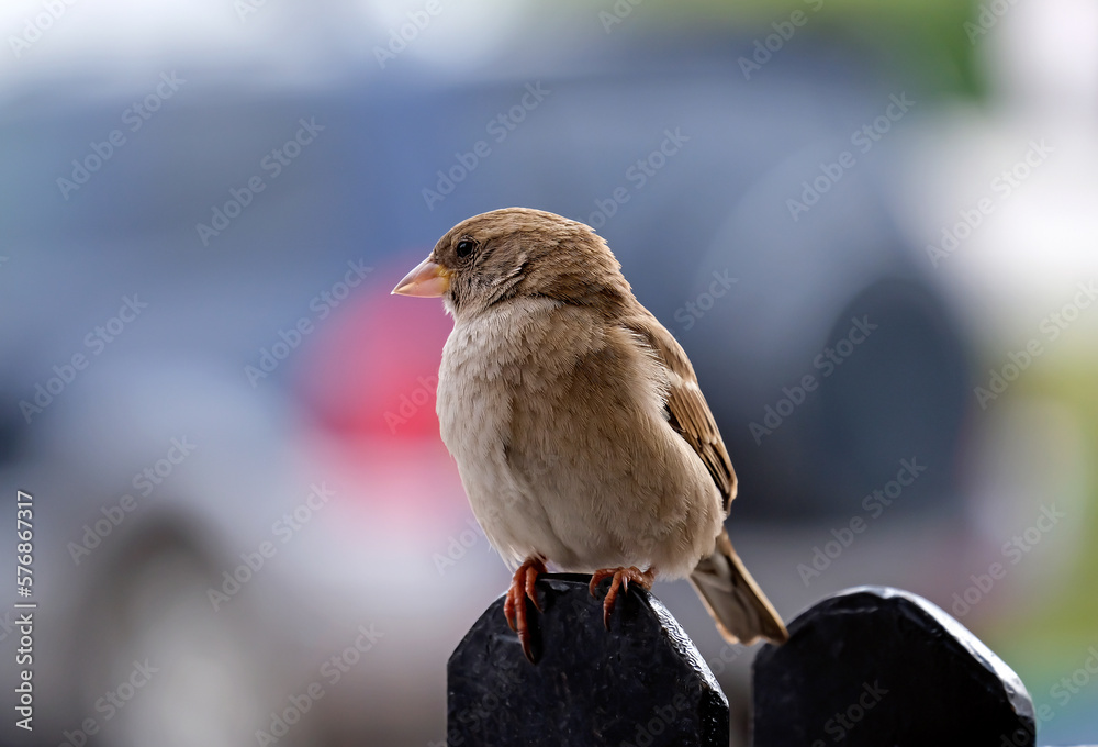 Fototapeta premium House sparrow (lat. Passer domesticus)