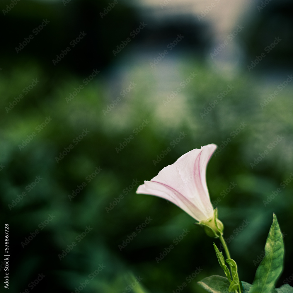 Obraz premium 路上に咲く花 