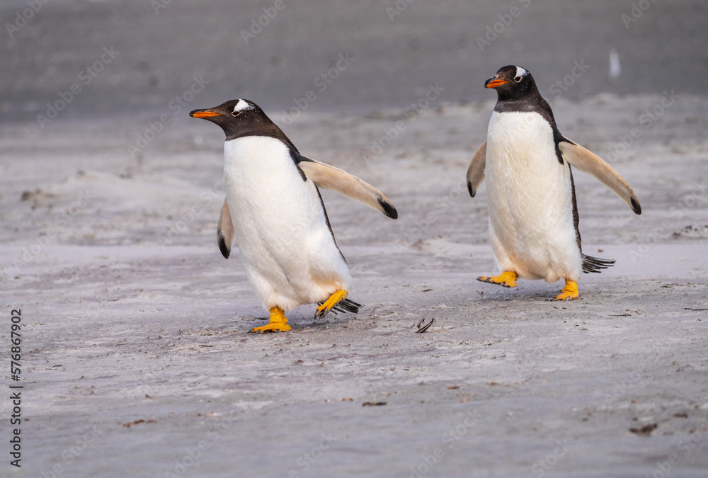 Obraz premium Pair of Gentoo penguins walking on beach to sea at Bluff Cove Falkland Islands