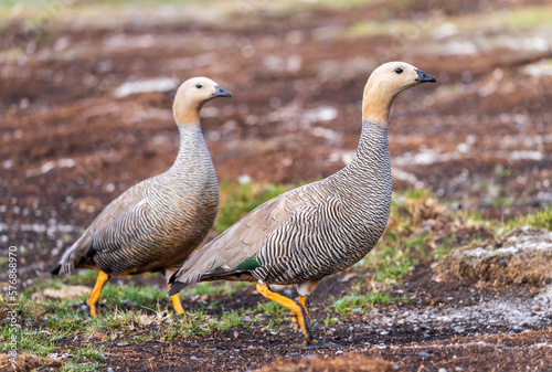 Pair of ruddy headed geese walking into wind on Falkland Islands