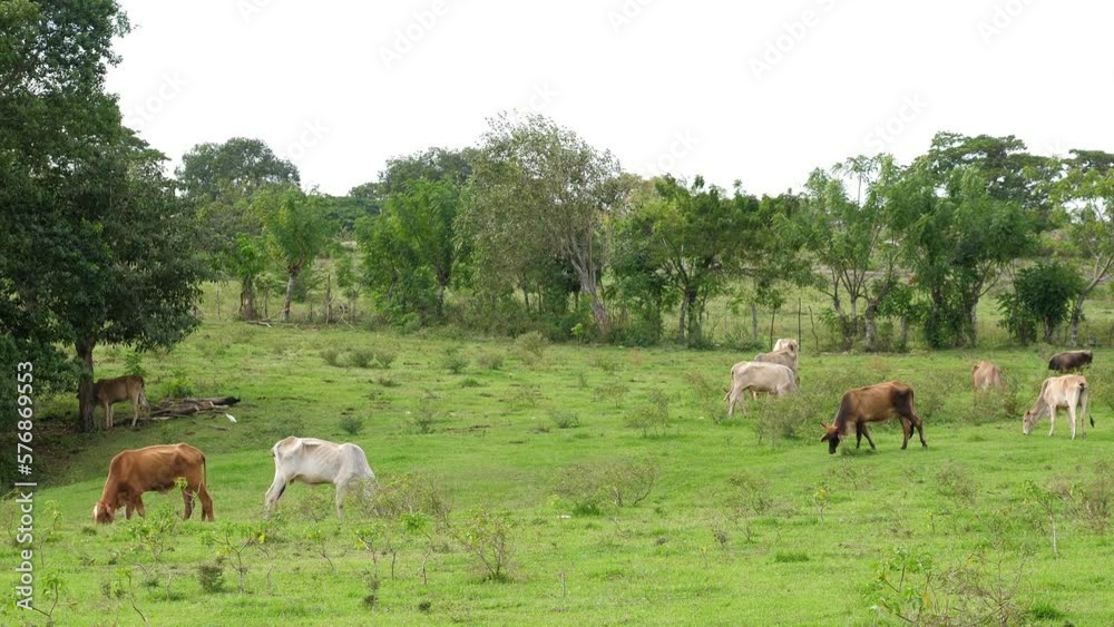 Cow on green grass fields. Agriculture farming concept Cow on green grass fields. Agriculture farming concept