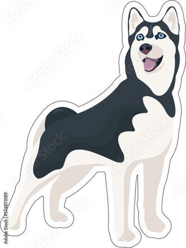 Vector Siberian Husky sticker. black and white dog standing and smiling, tongue hanging out. Cute cartoon pet. Domestic animal