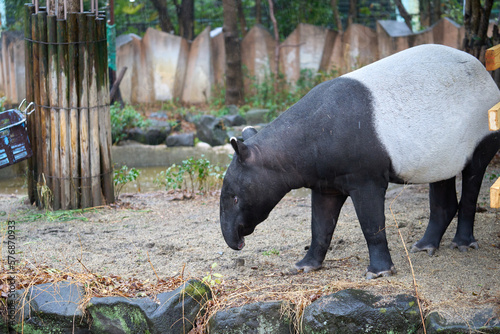 動物園の雨に濡れたマレーバク photo