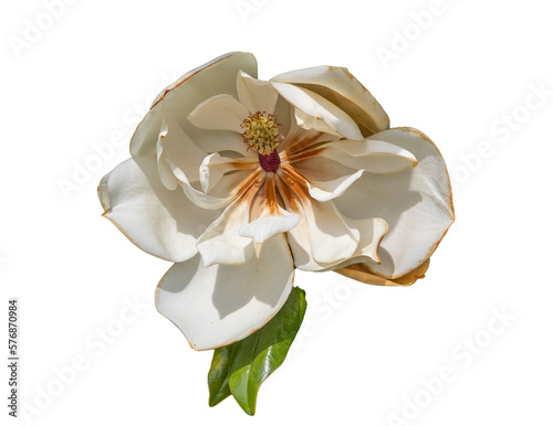 Maurel flower with transparent background. photo