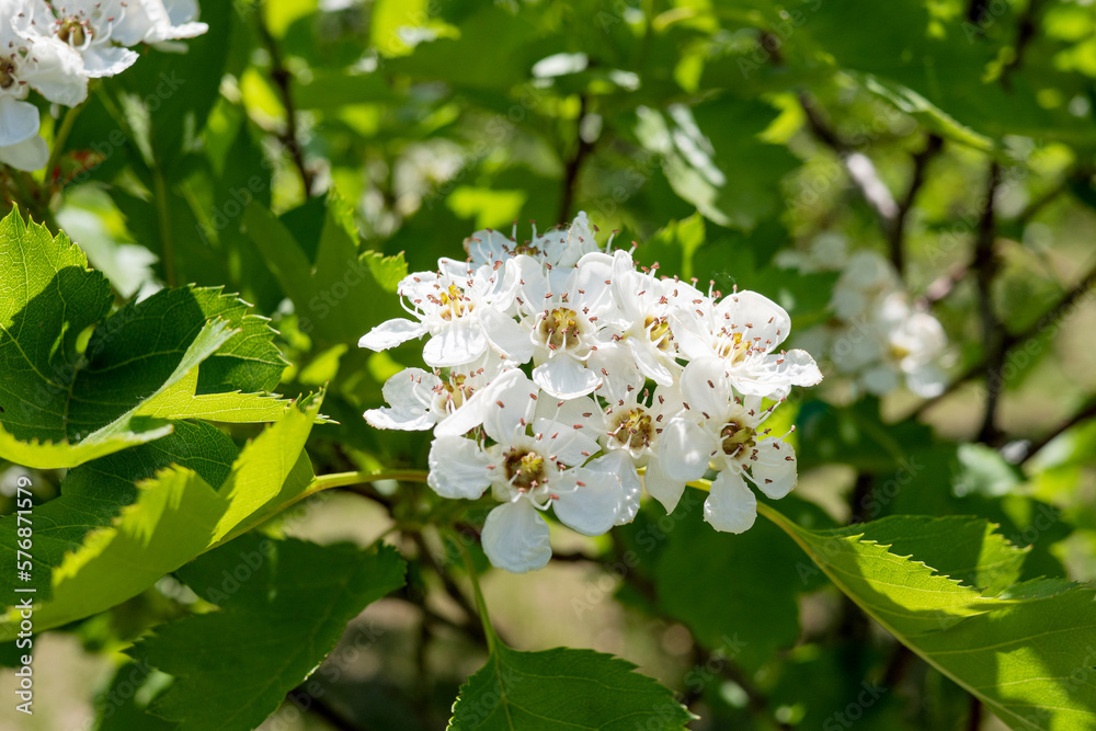White hawthorn flowers blooming in spring White hawthorn flowers blooming in spring