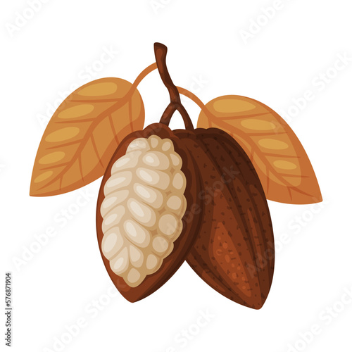 Cocoa beans with leaves. Chocolate dessert, sweets, drinks and pastry food ingredient cartoon vector illustration