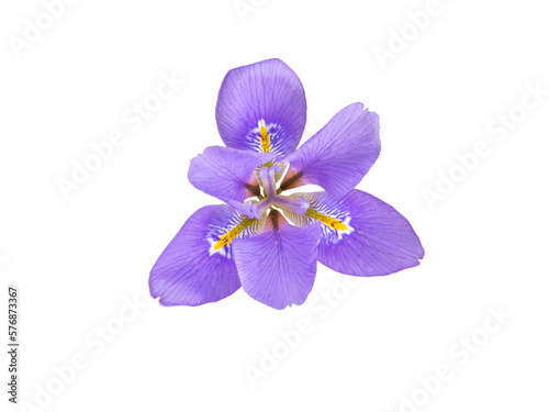 Iris unguicularis ,Iris stylosa or Algerian iris purple with yellow bands fragrant flower isolated transparent png