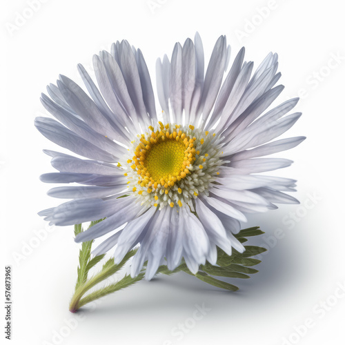 Starry Beauty: The Allure of Aster