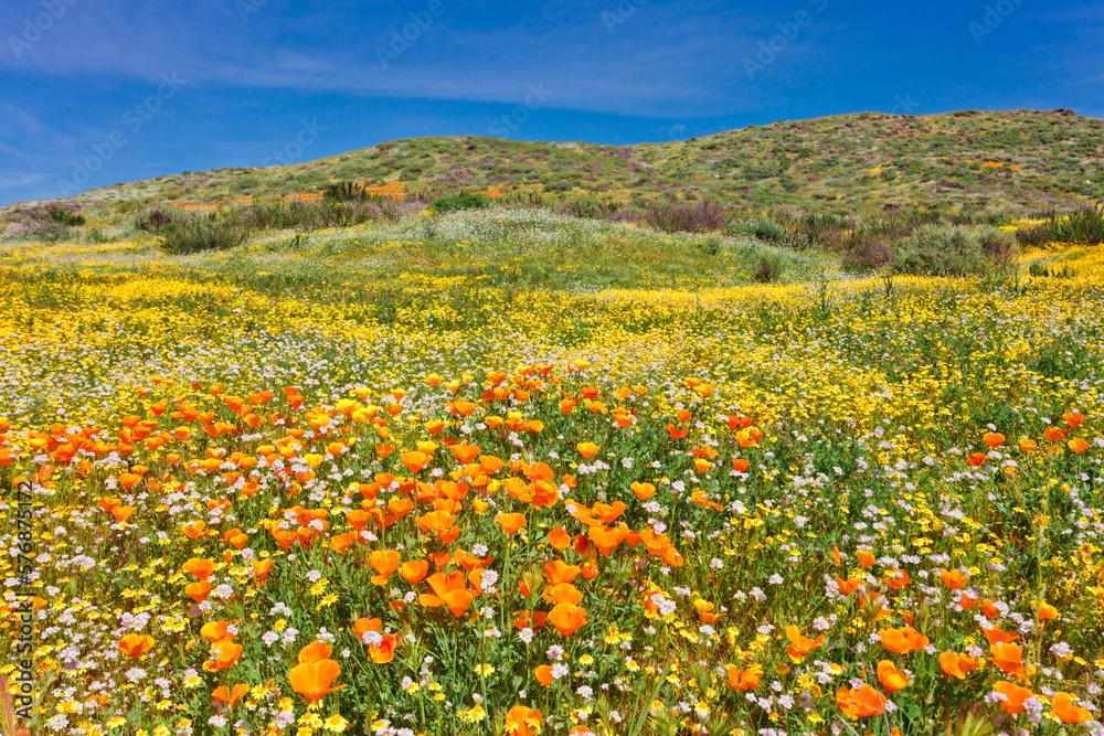 California wildflower super bloom at Diamond Valley Lake in Riverside County, one of the best place to see poppies, lupines and other colorful wildflowers California wildflower super bloom at Diamond Valley Lake in Riverside County, one of the best place to see poppies, lupines and other colorful wildflowers