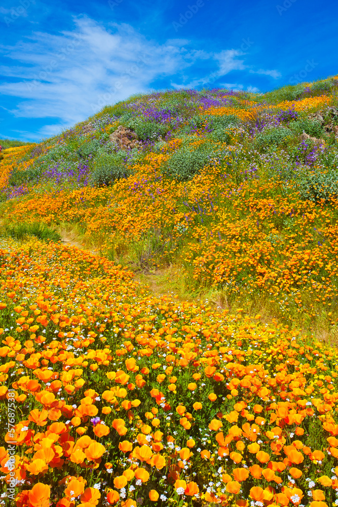 Fototapeta premium California wildflower super bloom at Diamond Valley Lake in Riverside County, one of the best place to see poppies, lupines and other colorful wildflowers