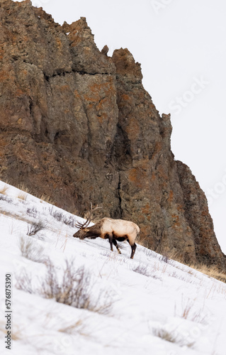 Elk in the snow © Rachael