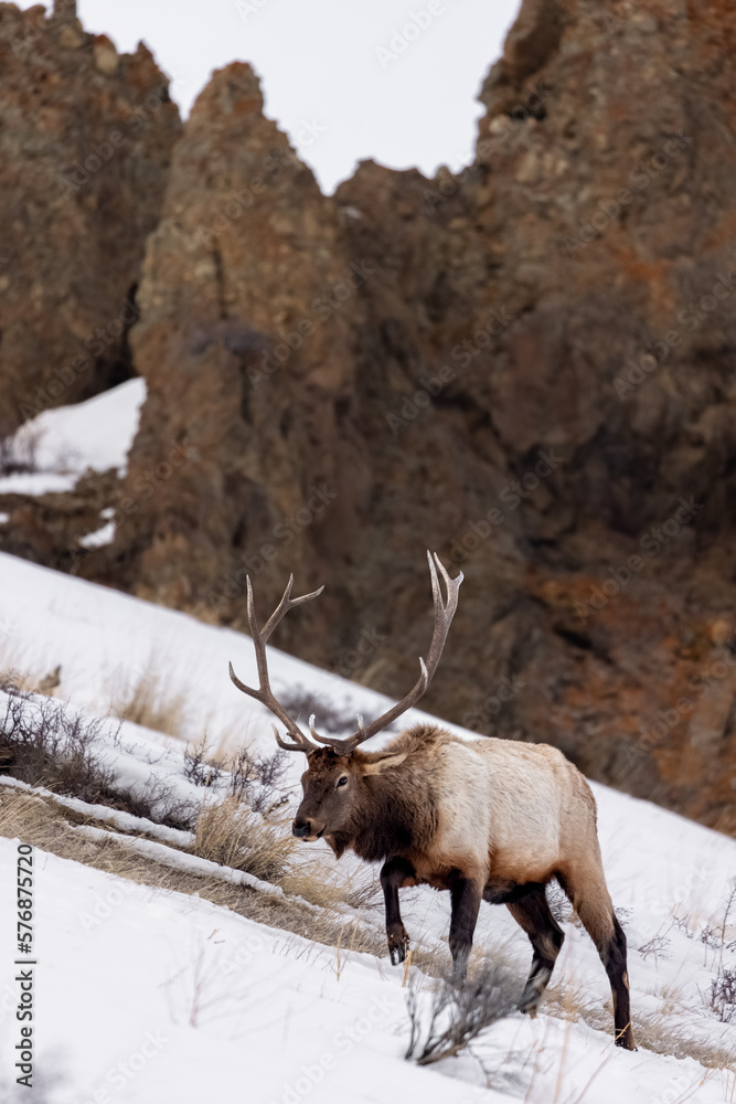 Naklejka premium elk in the mountains