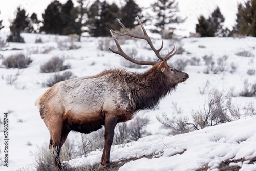 elk in winter