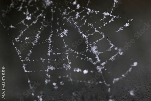 Snow on a spiders web