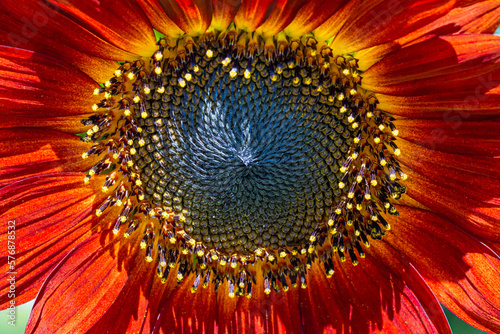 Closeup Of a Red Sunflower