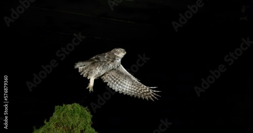 Little Owl, athene noctua, Adult in Flight, Normandy in France, Slow Motion 4K