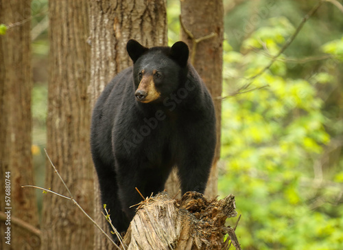 black bear on a snag © duaneups