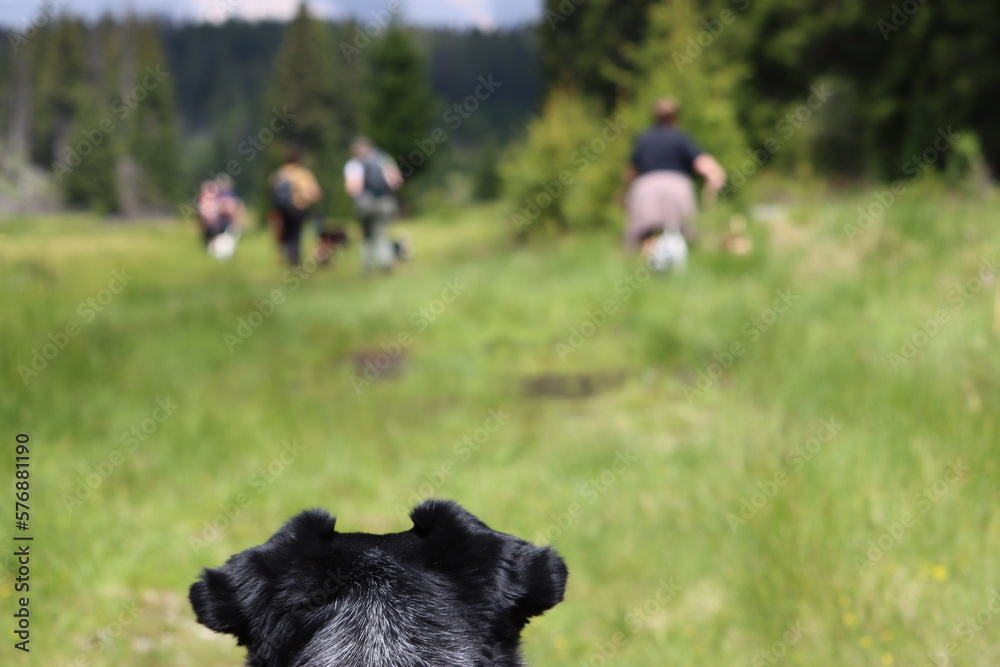 Das Wandern ist des Hundes Lust Das Wandern ist des Hundes Lust