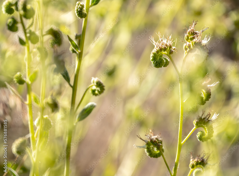 Tight Fiddlehead Ferns with Selective Focus Tight Fiddlehead Ferns with Selective Focus