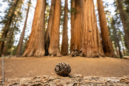 Tiny Sequoia Pine Cone in front of Palmer Grove