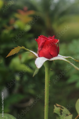single red rose (ID: 576882951)