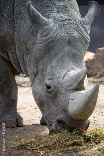 Close up of a white rhinoceros