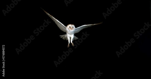Barn Owl, tyto alba, Adult in flight by Night, Normandy in France, Slow Motion 4K photo