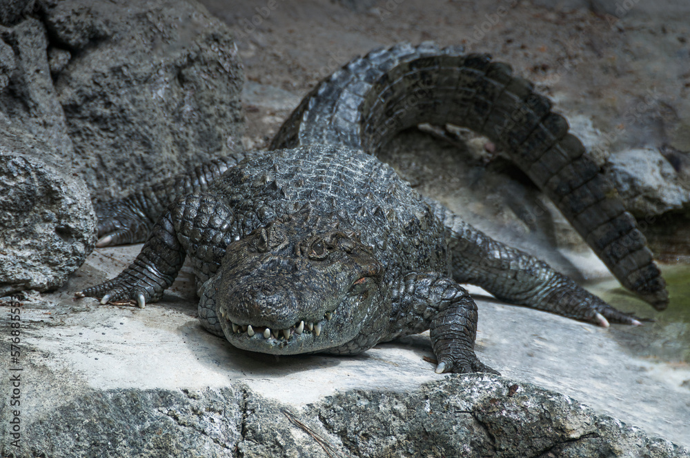 Obraz premium Survival of the fittest: an alligator camouflaged among the rocks