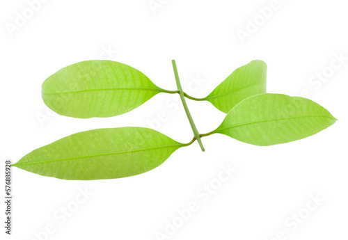 maprang leaf transparent png