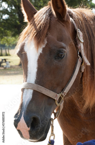 Close up brown horse head with white blaze wearing a halter.