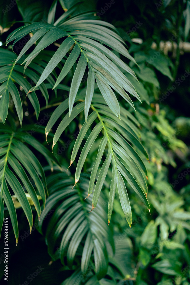 Palm leaves in tropical greenhouse, soft focus. Green plants in botanical garden indoor. Rainforest and jungle forest concept 