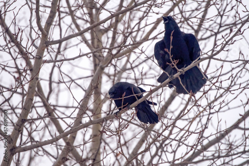 crow on a tree