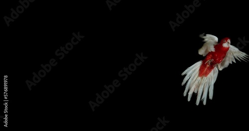 Eastern Rosella or Gold Mantled Rosella or Rubino Rosella, platycercus eximius, Adult in Flight against Black Background, Slow Motion 4K