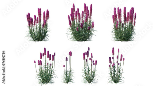 Beautiful flowers and grass for illustration