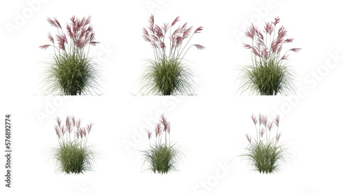 Photos Beautiful flowers and grass for illustration