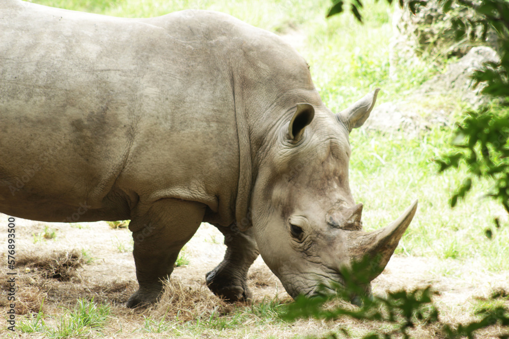 Fototapeta premium Rhinocerotidae - Clouse Up