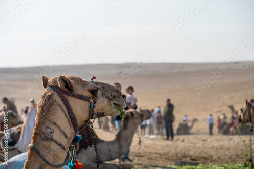 Camel Eating Leaves in Egypt