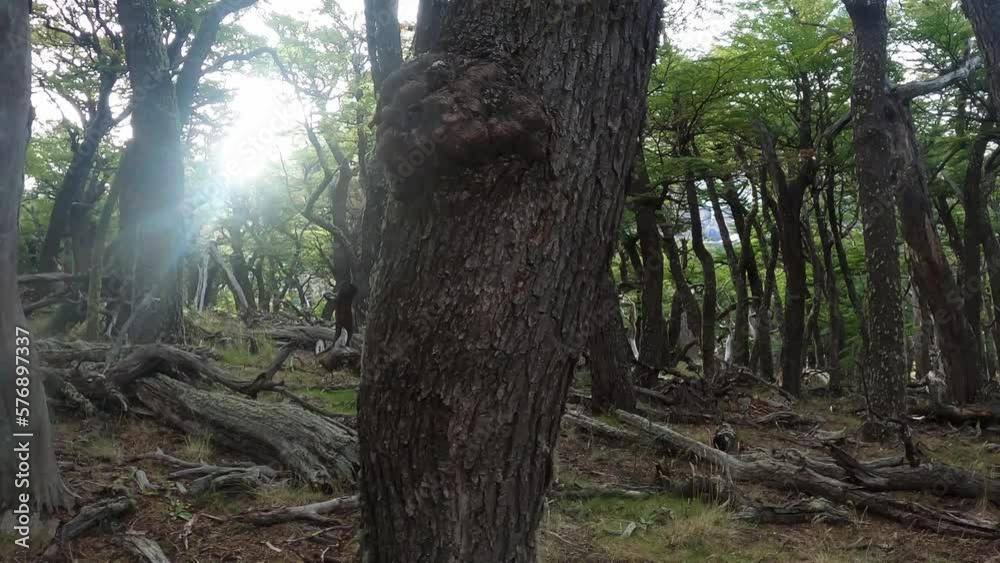 Walking through the forest with sun ray towards the trunk of the tree. Walking through the forest with sun ray towards the trunk of the tree.