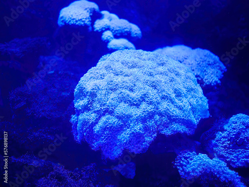 Fototapeta Naklejka Na Ścianę i Meble -  Monochrome, Close up Tipped mushroom soft coral in the coral tank, illuminated blue lights, Phuket Aquarium