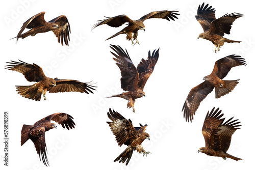 Stampa su tela Set of Black kite (Milvus migrans) flying isolated on transparent background png